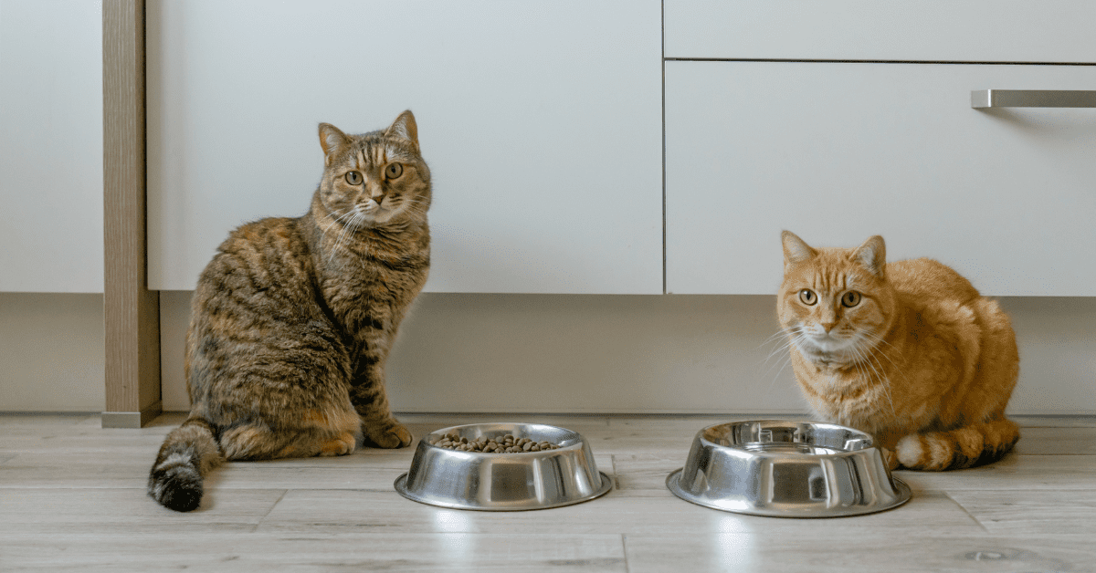 futterumstellung-katze-1 futterumstellung-katze-1